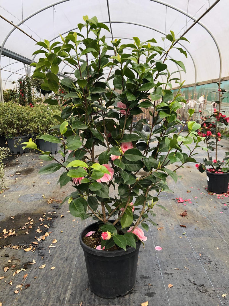 Camellia Jap. Prof. Fillippo Parlatore 18 Litre Pot