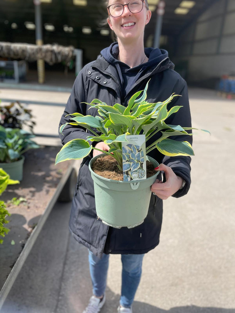 Hosta First Frost 5 Litre Pot