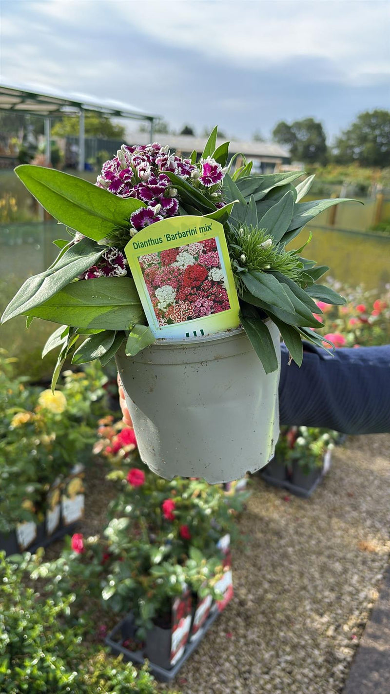 Dianthus Barbarini Mix 1.5 Litre Pot