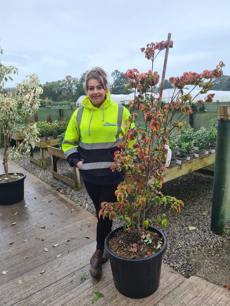 50 litre plant pots Cornus Florida 50 Litre Pot 150/160cm Tall — Grasslands Nursery