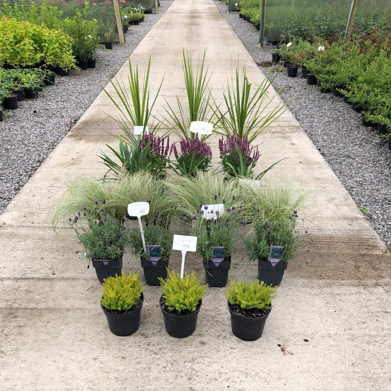 20 x Drought Tolerant Border Pack