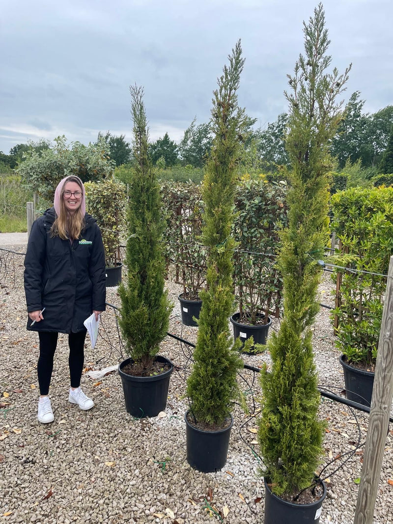 Cupressus Semp. Pyramidalis 150/175cm