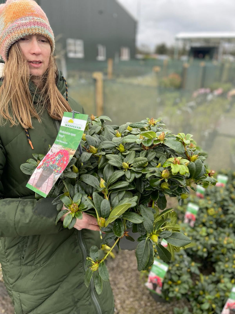 Rhododendron Bengal 4.5 Litre Pot — Grasslands Nursery