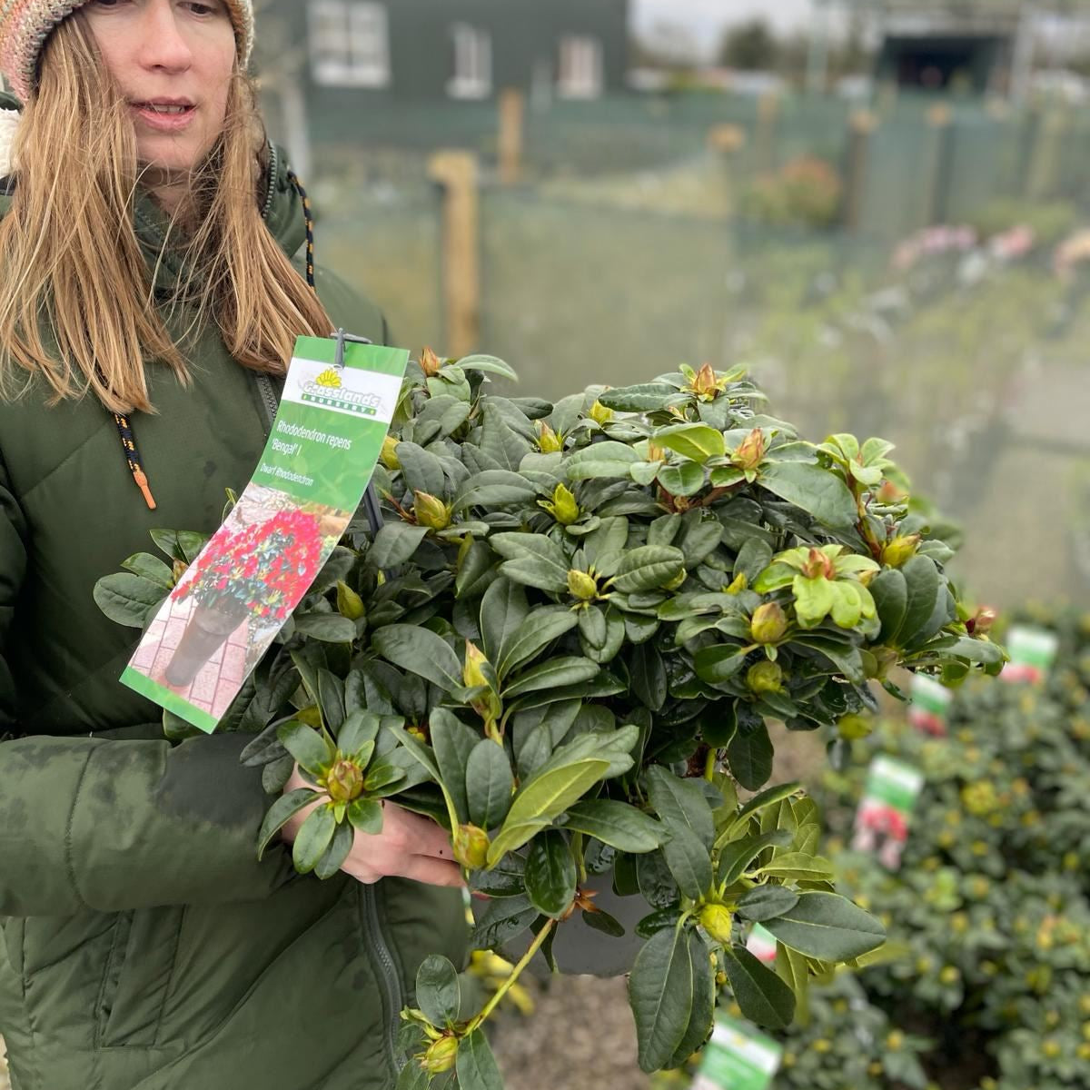 Rhododendron Bengal 4.5 Litre Pot — Grasslands Nursery