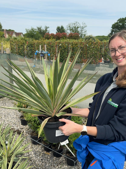 Yucca Gloriosa Variegata 5 Litre Pot