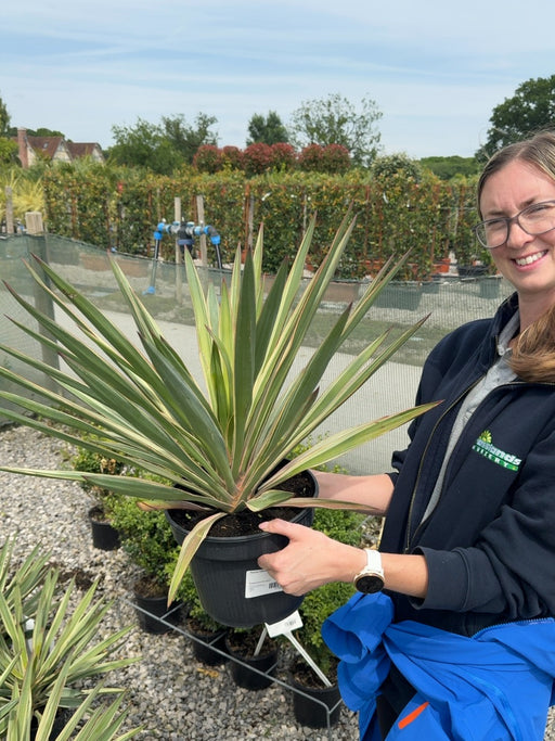 Yucca Gloriosa Variegata 5 Litre Pot