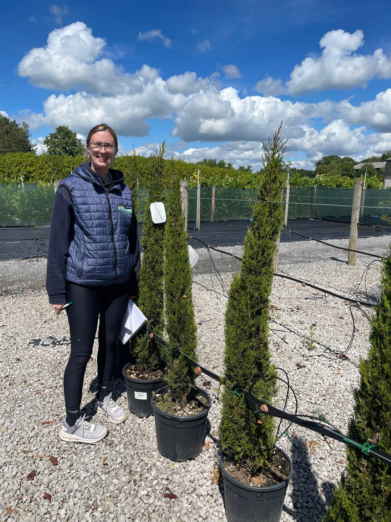 Cupressus sempervirens Pyramidalis 18 Litre Pot 120/130cm