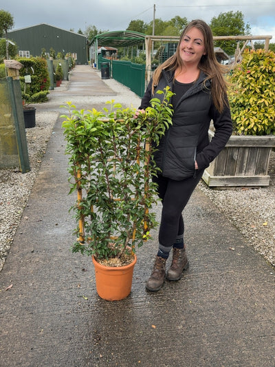 Portuguese Laurel Pleached Tree