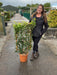Prunus Lusitanica Brenelia Pleached Wall Frame 100 x 50cm