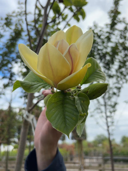 Magnolia Sunsation Tree 8/10cm Girth