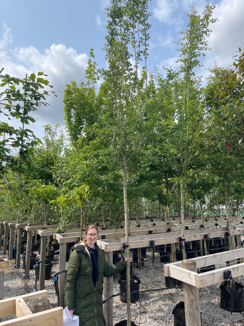 Crataegus media Paul Scarlet 12/14cm Girth 50 Litre Pot