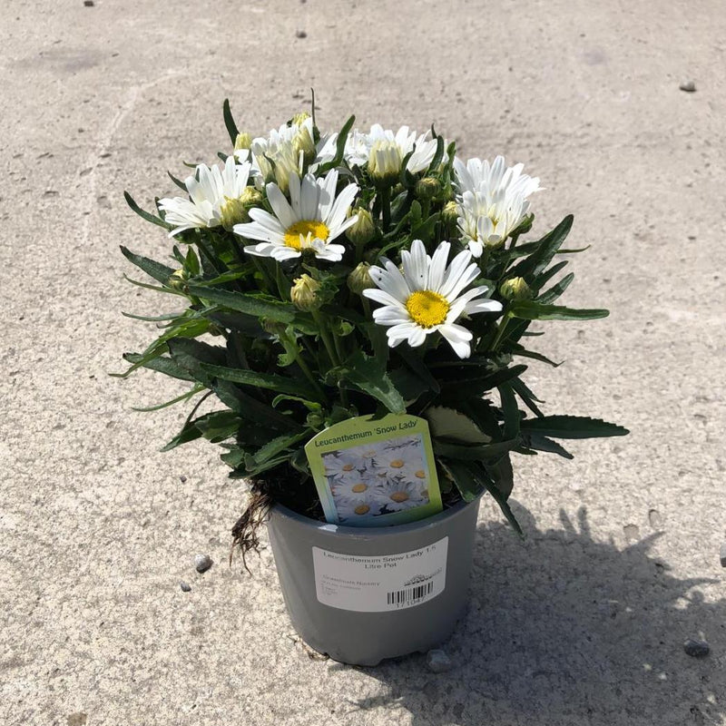 Leucanthemum Snow Lady 1.5 Litre Pot