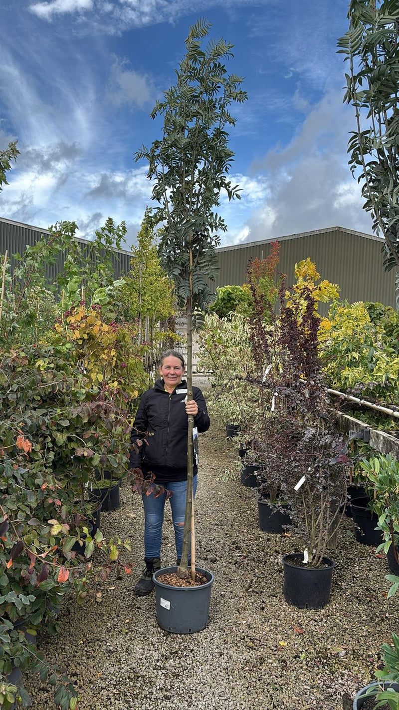 Sorbus aucuparia Wettra 25 litre Pot 200cm Stem