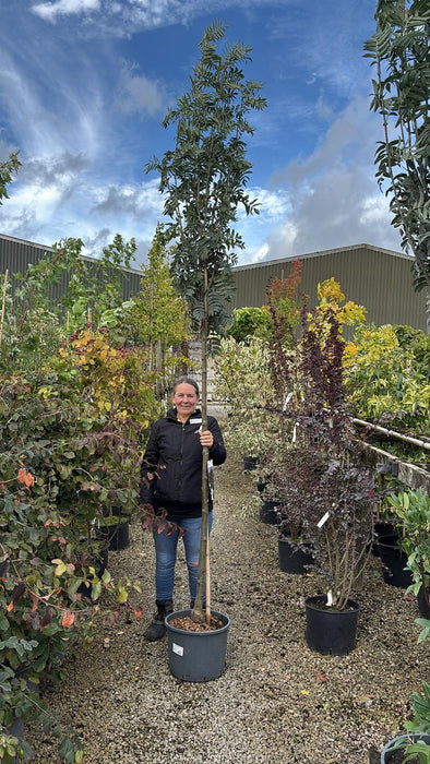 Sorbus aucuparia Wettra 25 litre Pot 200cm Stem