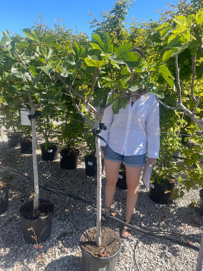 Ficus c. Grise de St Jean Half Standard 18 Litre Pot