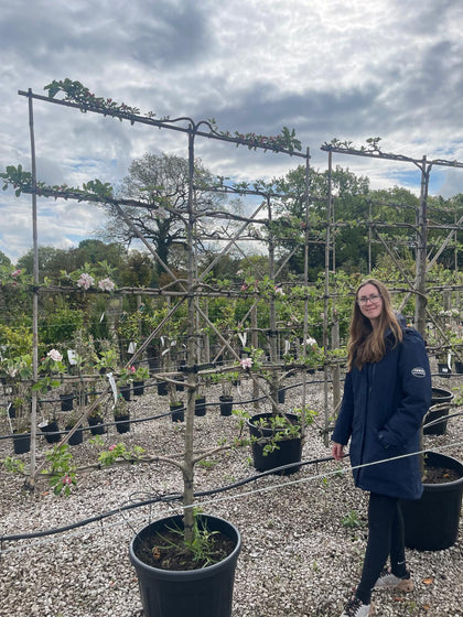 Apple Cox's Orange Pippin Espallier 150cm Wide, 180cm High, 5 Tiers Ready-Pre-Order June