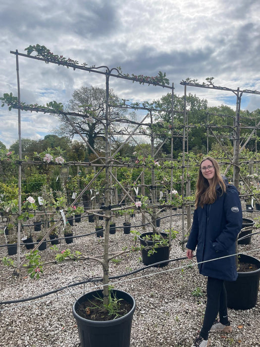 Apple Cox's Orange Pippin Espallier 150cm Wide, 180cm High, 5 Tiers Ready-Pre-Order June