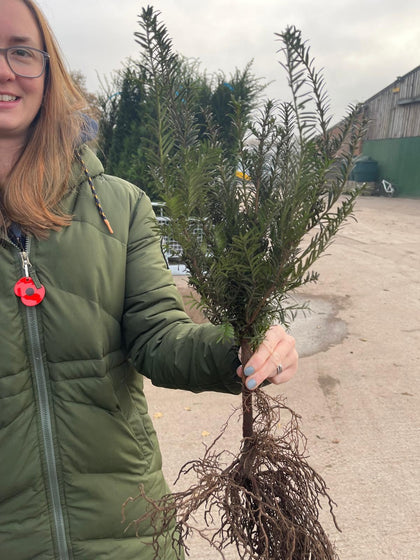 Yew Hedging Bare Root 25-30cm November Delivery
