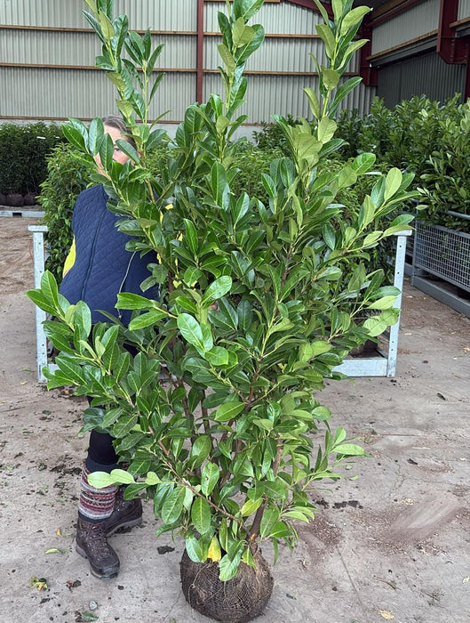 Cherry Laurel, Laurel Hedging,150/175cm Root Ball