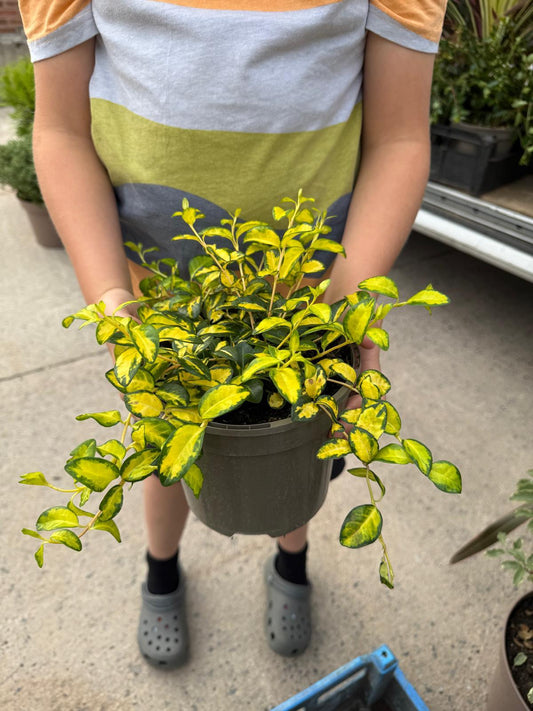 Vinca Minor Illumination 3 Litre Pot