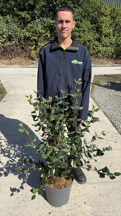 Viburnum Burkwoodii 12 Litre Pot 80/100cm