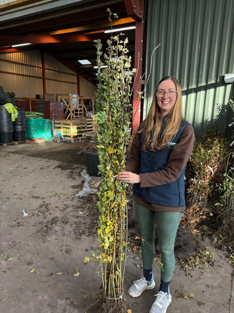 Big Deal Hawthorn Hedging Bare Root 125-150 cm x 200