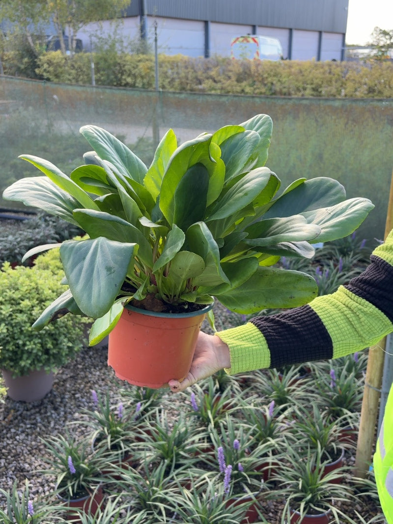 Bergenia Bressingham White 2 Litre Pot