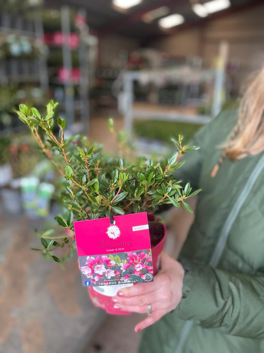 Rhododendron Bloombux Magenta 2 Litre Pot