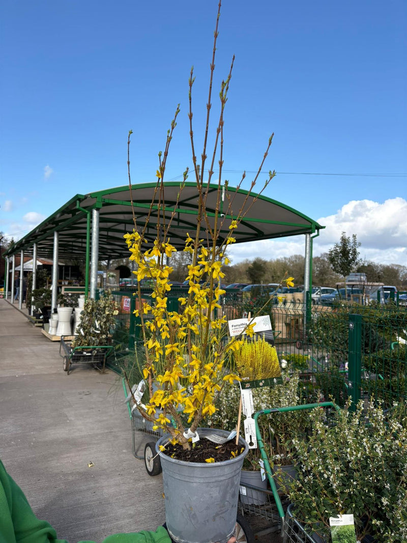 Forsythia intermedia Week End 4.5 Litre Pot