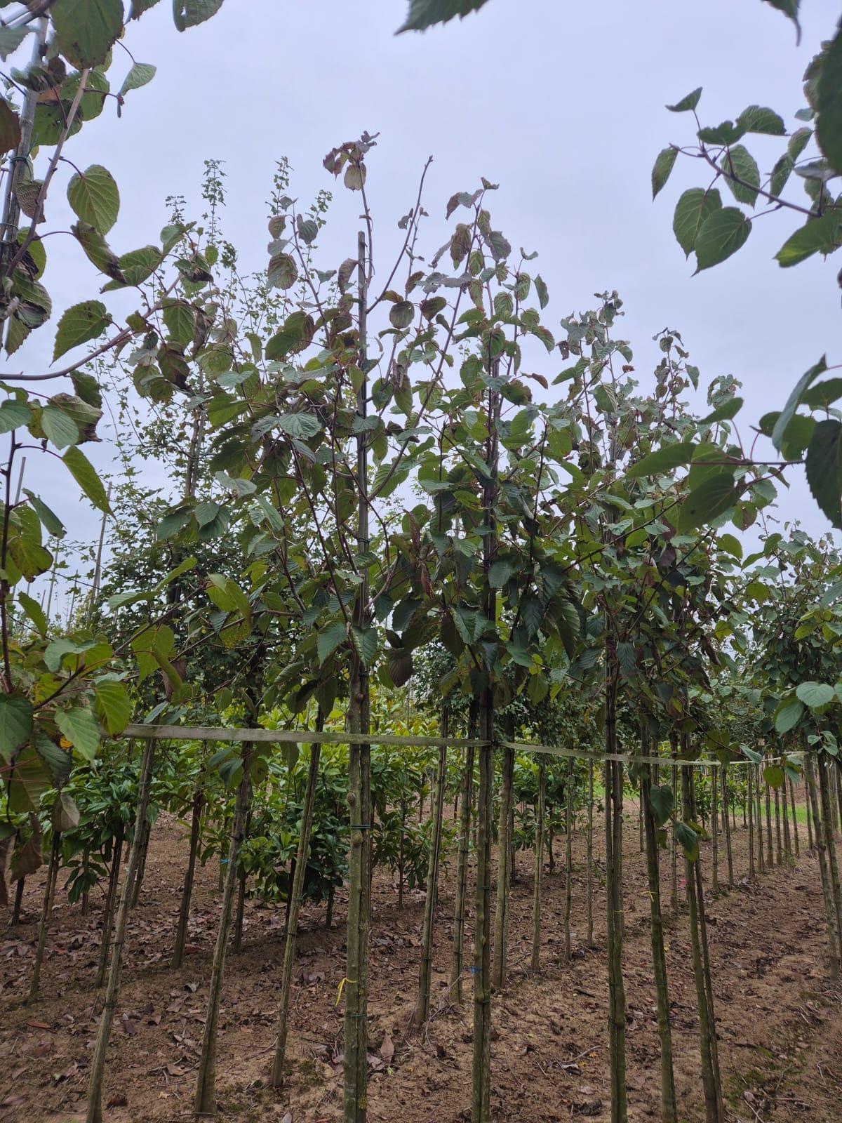 Davidia Involucrata 8/10cm Girth