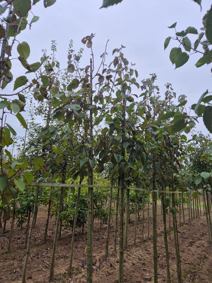 Davidia Involucrata 8/10cm Girth