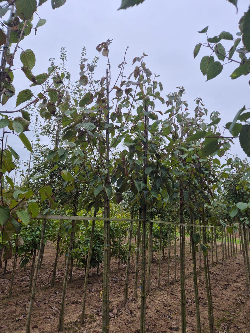 Davidia Involucrata 8/10cm Girth Pre Order/Ready For June