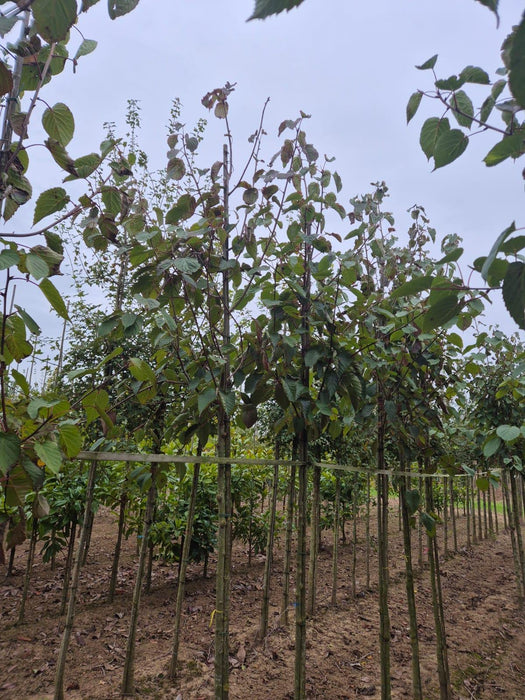 Davidia Involucrata 8/10cm Girth Root Ball