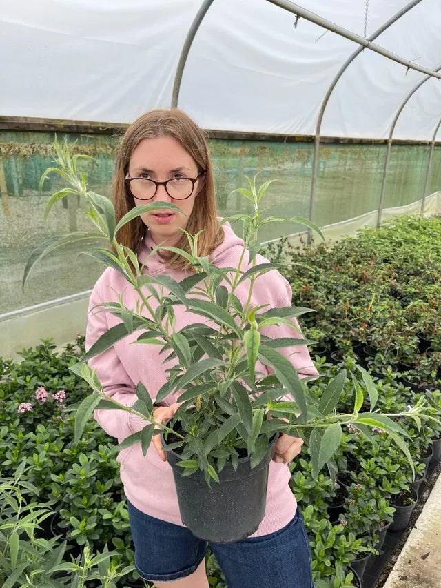 Buddleja White Profusion 3 Litre Pot
