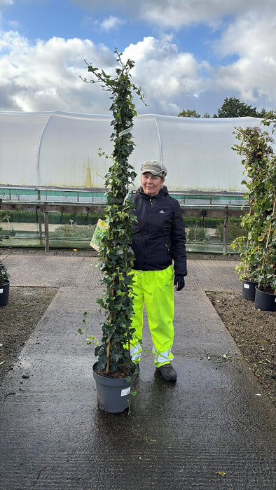 Hedera Hibernica 12 Litre Pot 175/200