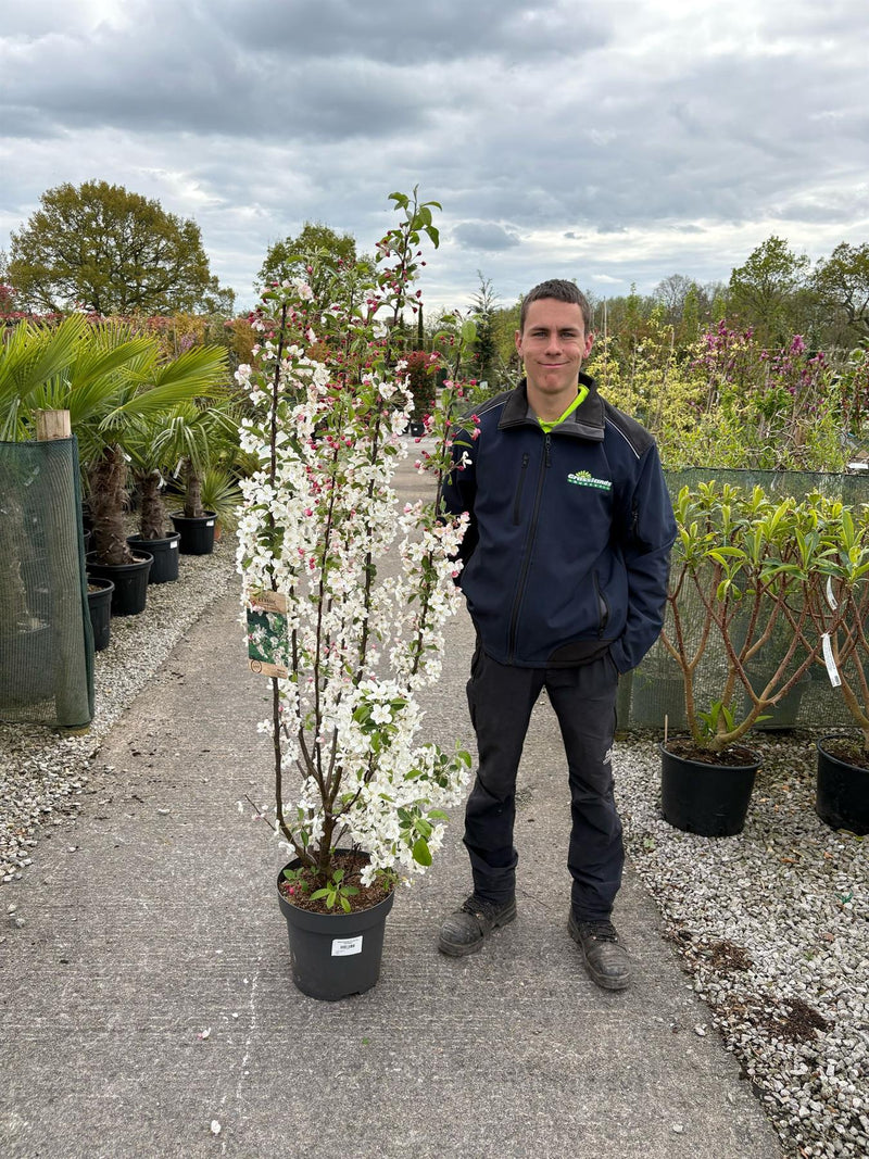 Malus Everest 30 Litre Pot 125/150cm
