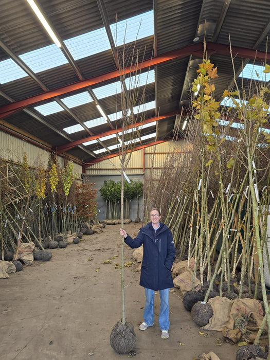 Acer Freemanii Std 8-10cm Girth Rootballed