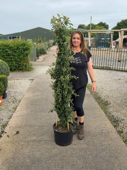 Cotoneaster Lacteus 20 Litre 150/175cm