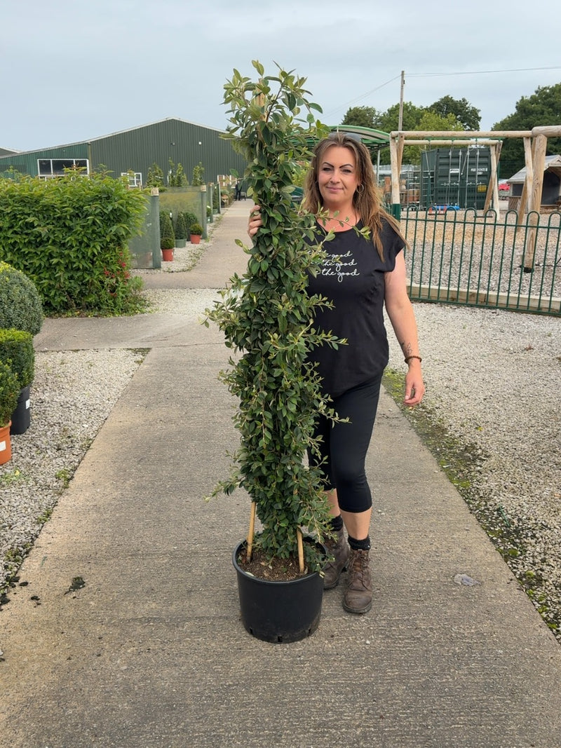 Cotoneaster Lacteus 20 Litre 150/175cm