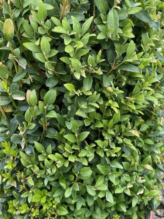 Buxus Cone 10 Litre Pot 70-80cm