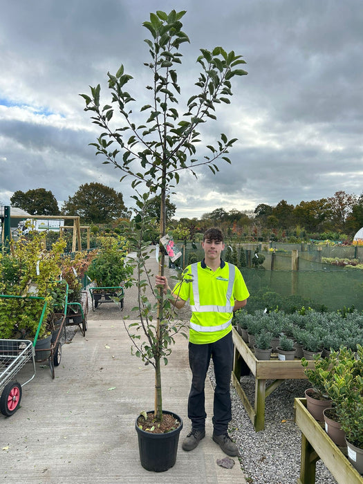 Apple Elstar Half Standard Root Ball 12/14cm Girth