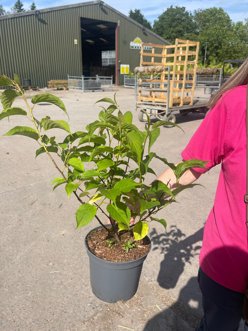 Stachyrus Praecox 3 Litre Pot