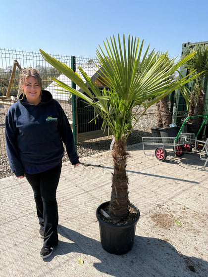 Trachycarpus Fortunei 35 Litre Pot