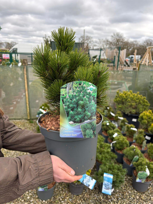 Pinus L. Compact Gem 5 Litre Pot