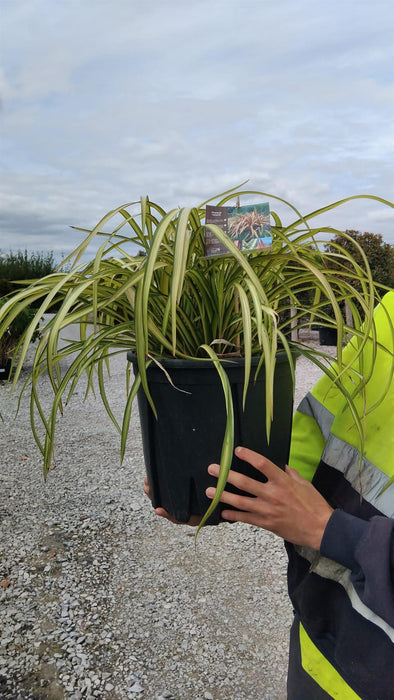 Phormium Blondie 15 Litre Pot