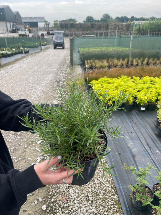 Rosmarinus Tuscan Blue 3 Litre Pot