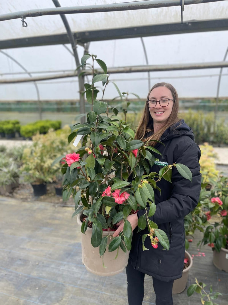 Camellia Japonica Ill Tramonto 15 Litre Pot