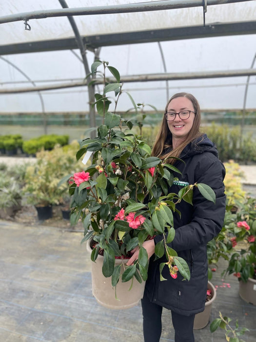Camellia Japonica Ill Tramonto 15 Litre Pot