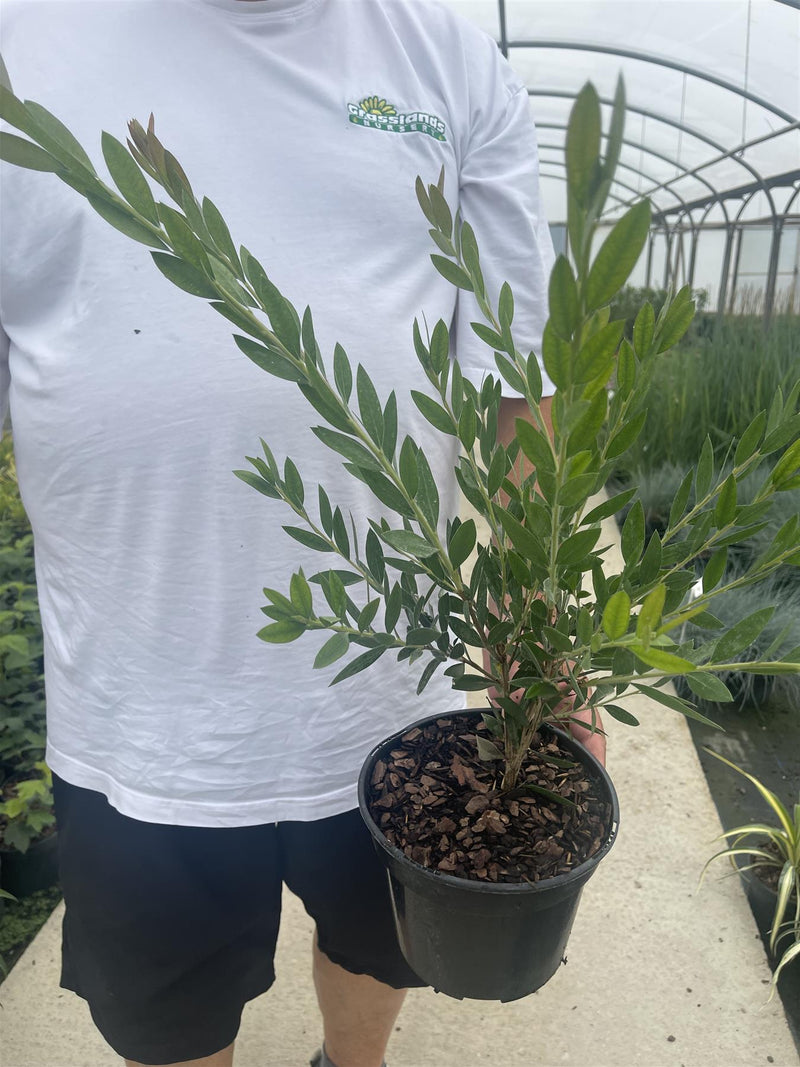 Calliistemon Viminalis Hot Pink 3 Litre Pot