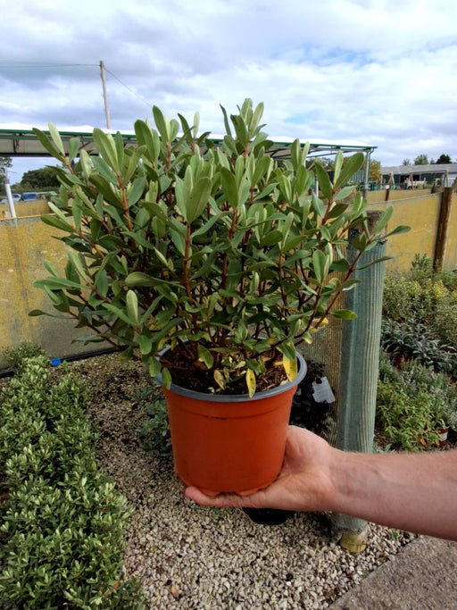Hebe Wiri Charm 2 Litre Pot